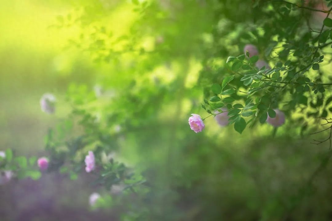 雨熟黄梅，夏木成阴（10首优美立夏诗词）