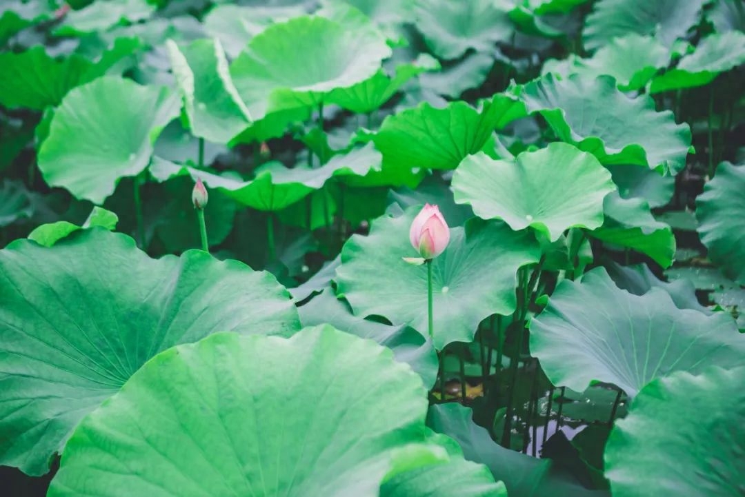 雨熟黄梅，夏木成阴（10首优美立夏诗词）