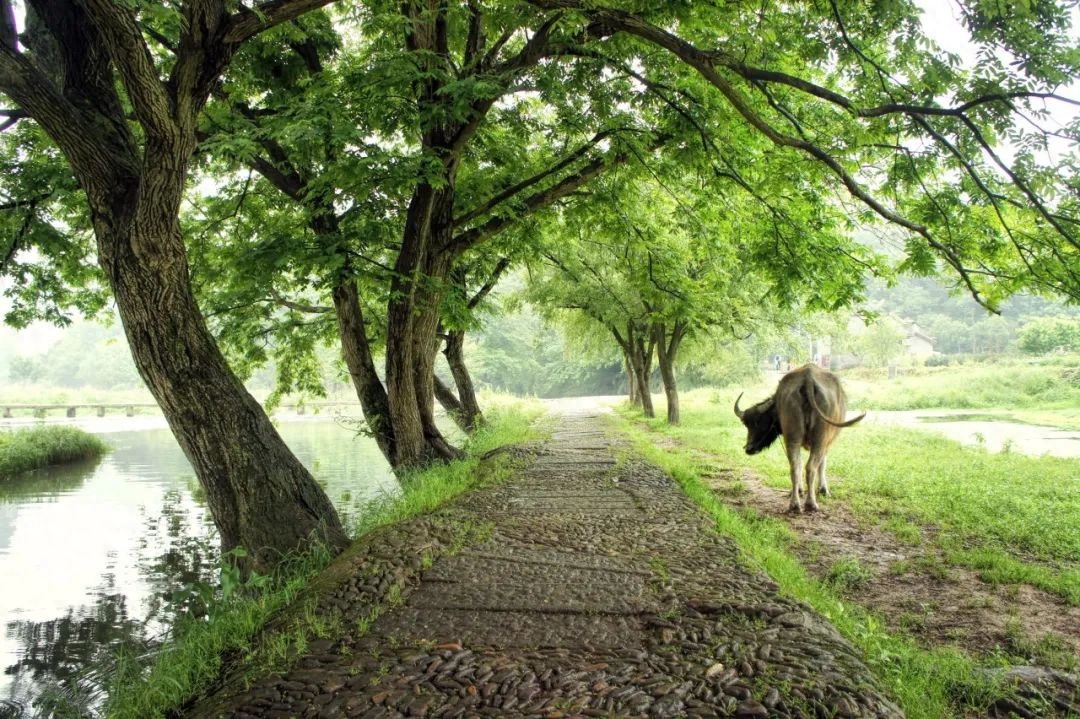 雨熟黄梅，夏木成阴（10首优美立夏诗词）