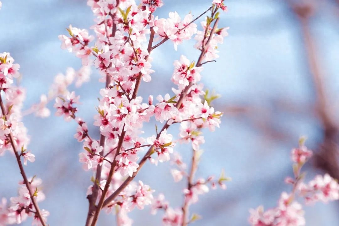 落花时节，风轻草绿（10首绝美四月诗词）