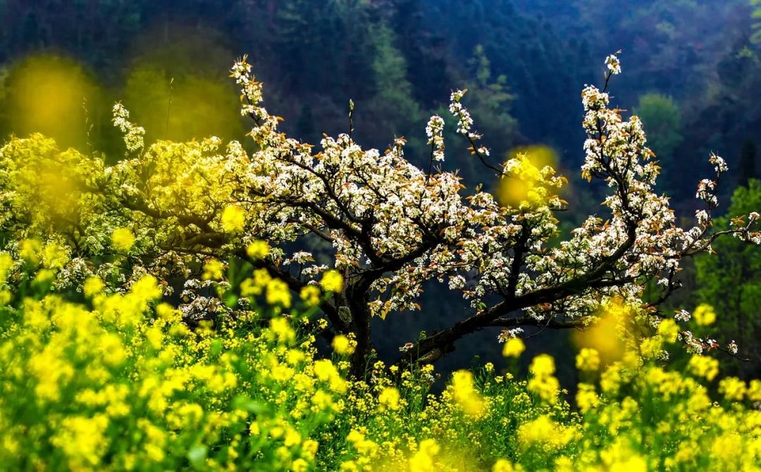 落花飞絮，春意阑珊（唯美的10首清明诗词）