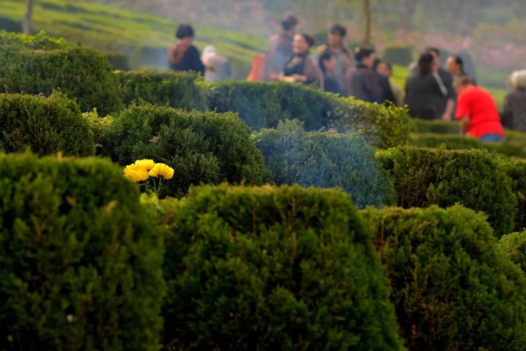 落花飞絮，春意阑珊（唯美的10首清明诗词）