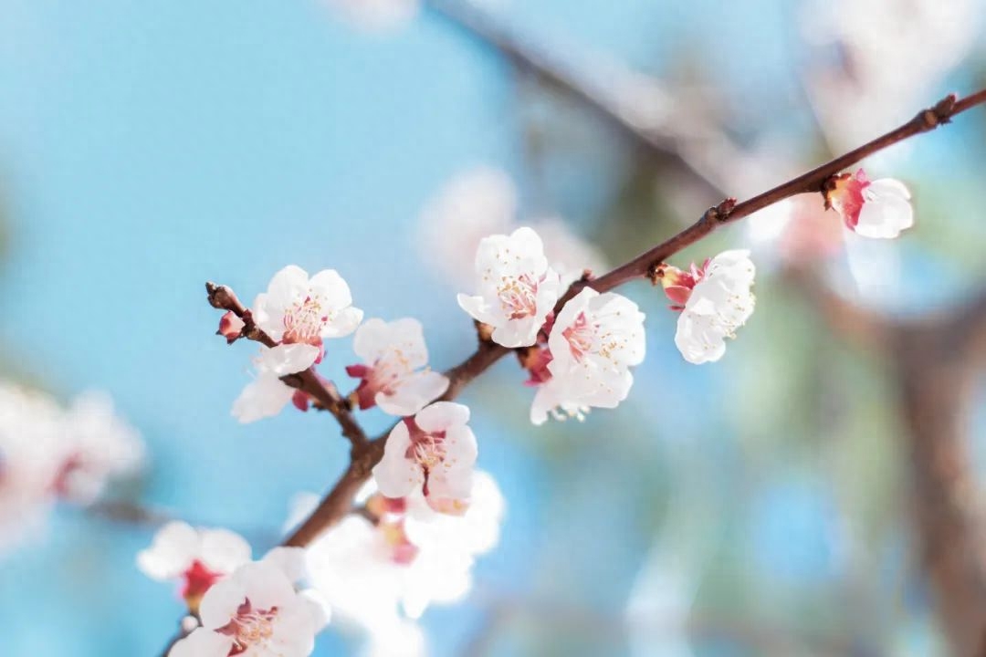 海棠花落，梅子半酸（10首唯美春分诗词）