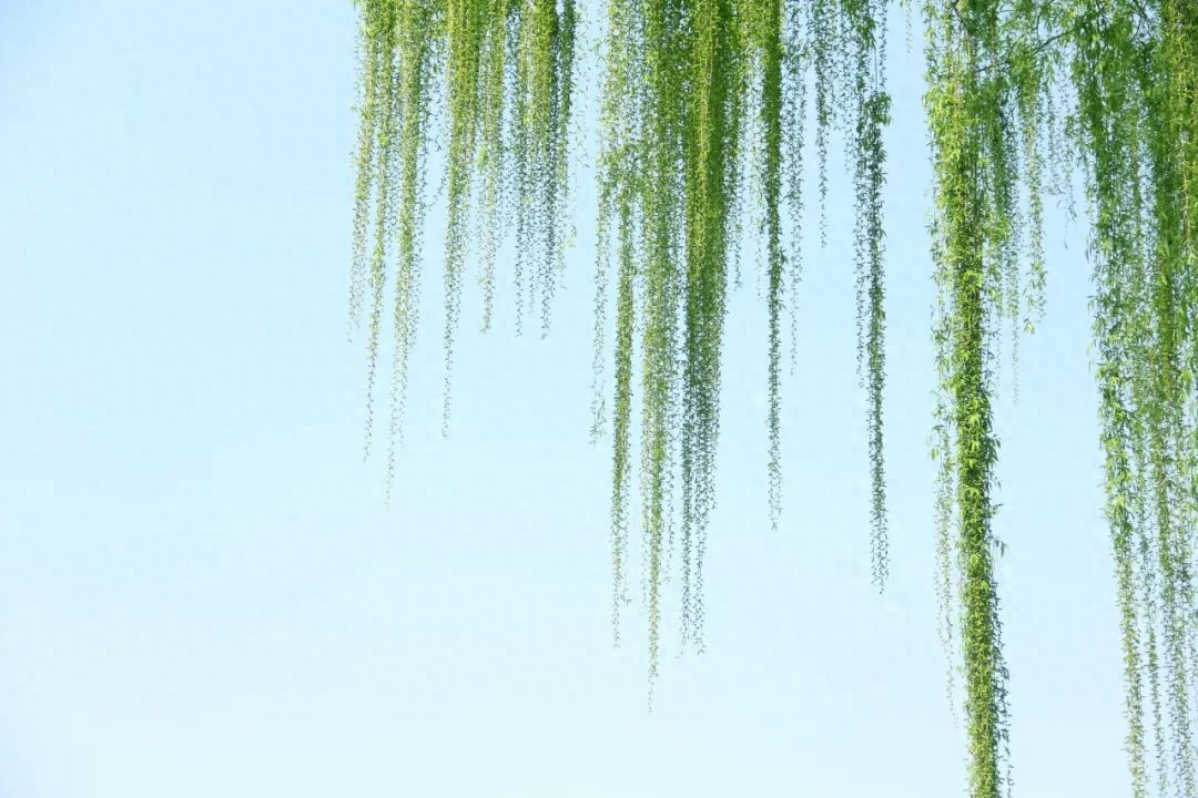 轻雷一声，微雨落梅（10首优美惊蛰诗词）