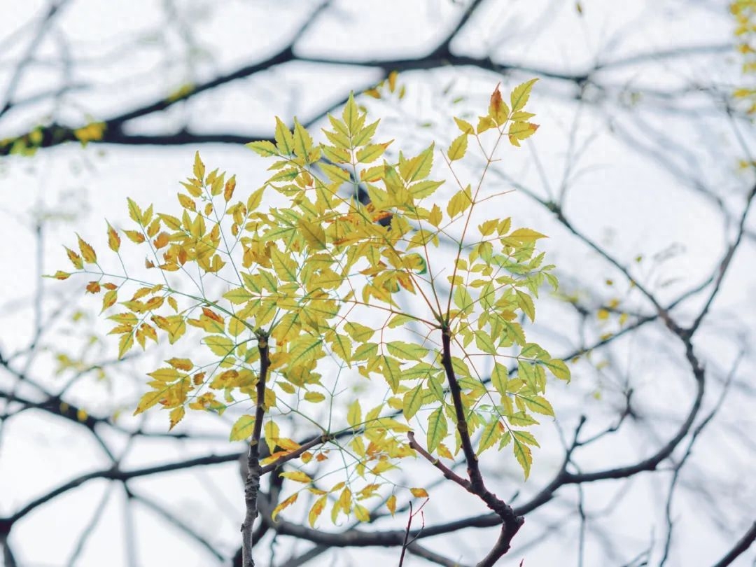 蝶恋花唯美古诗词有哪些，10首经典《蝶恋花》