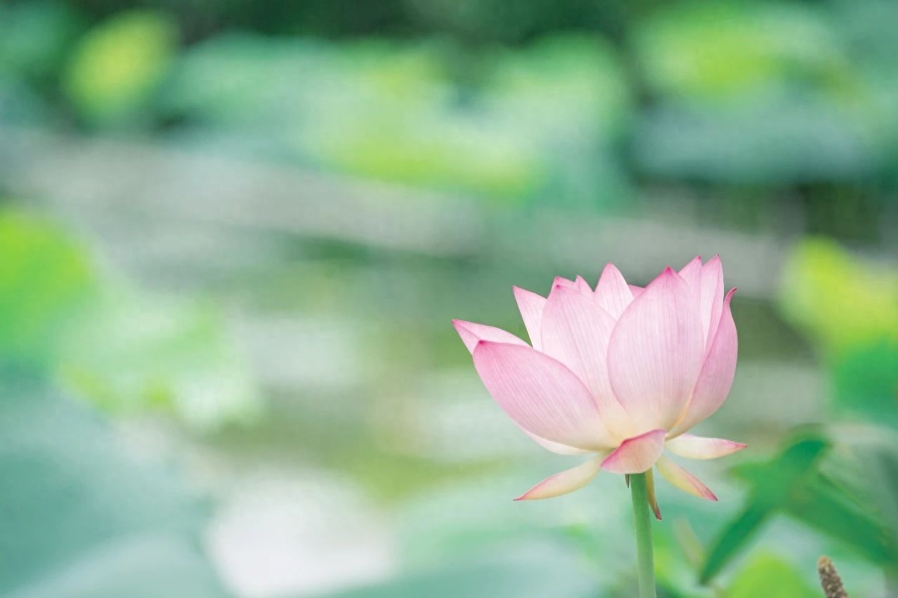 草木生欢喜，山水解忧愁（分享8首冷门诗词）