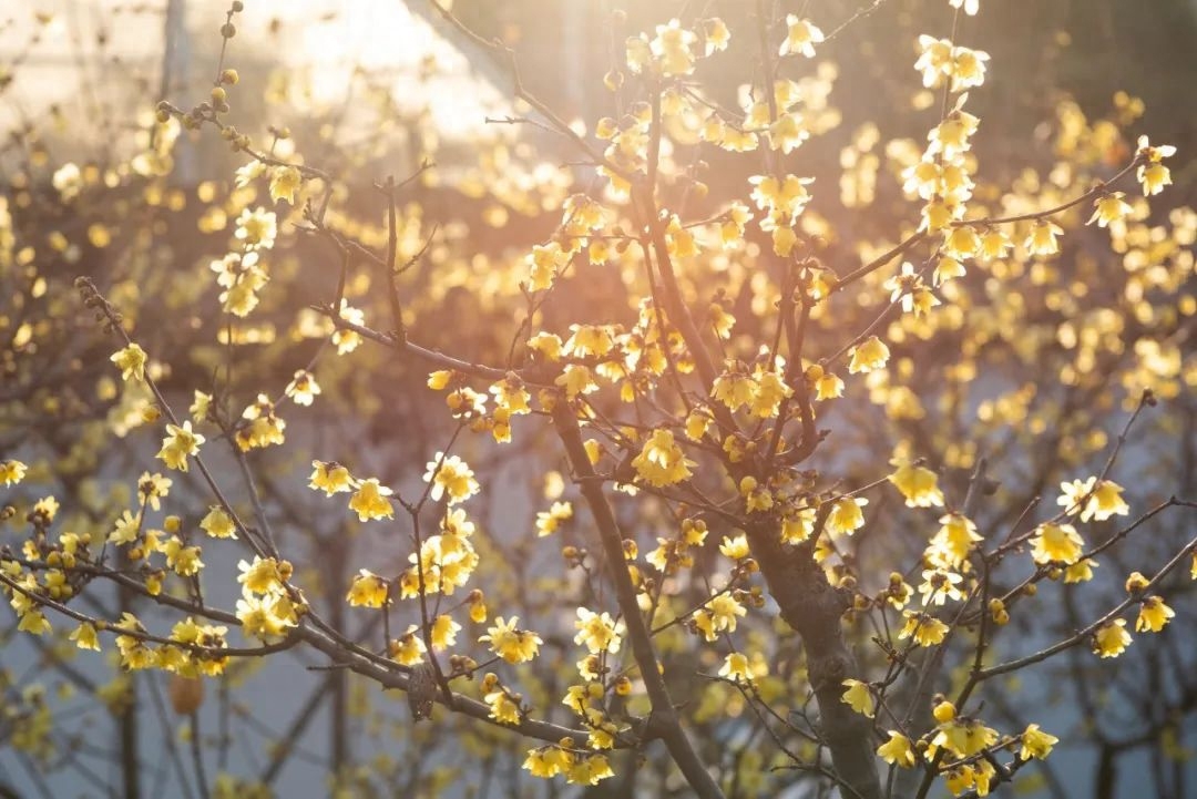 暗香疏影，孤芳一世（10首冬梅诗词）