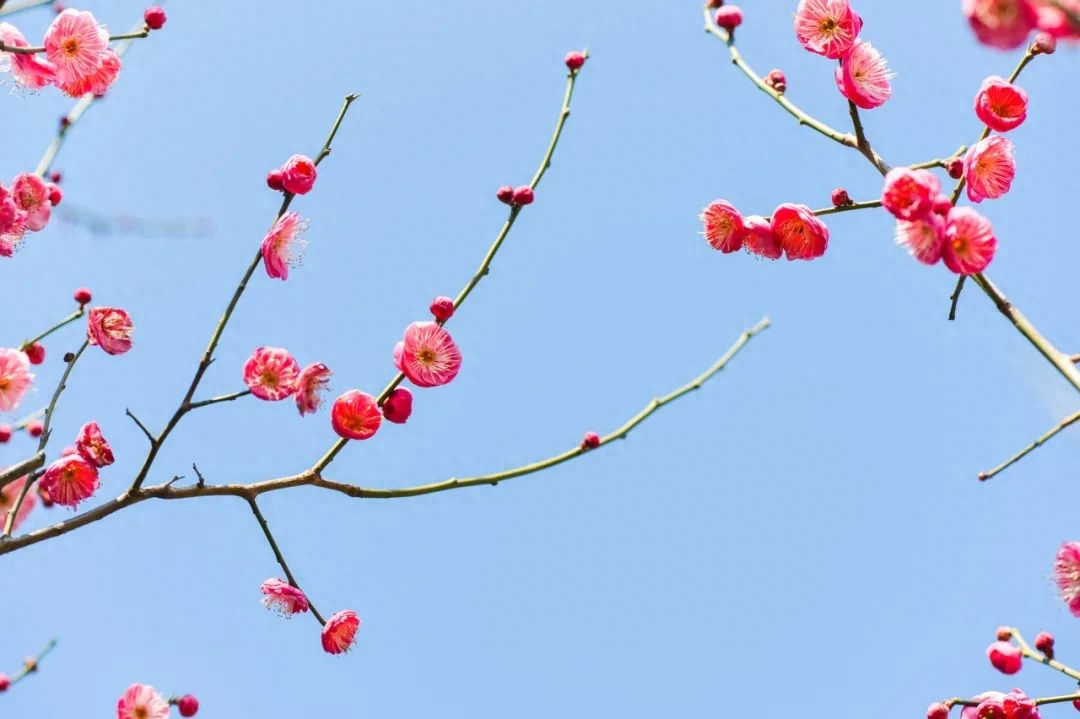 暗香疏影，孤芳一世（10首冬梅诗词）