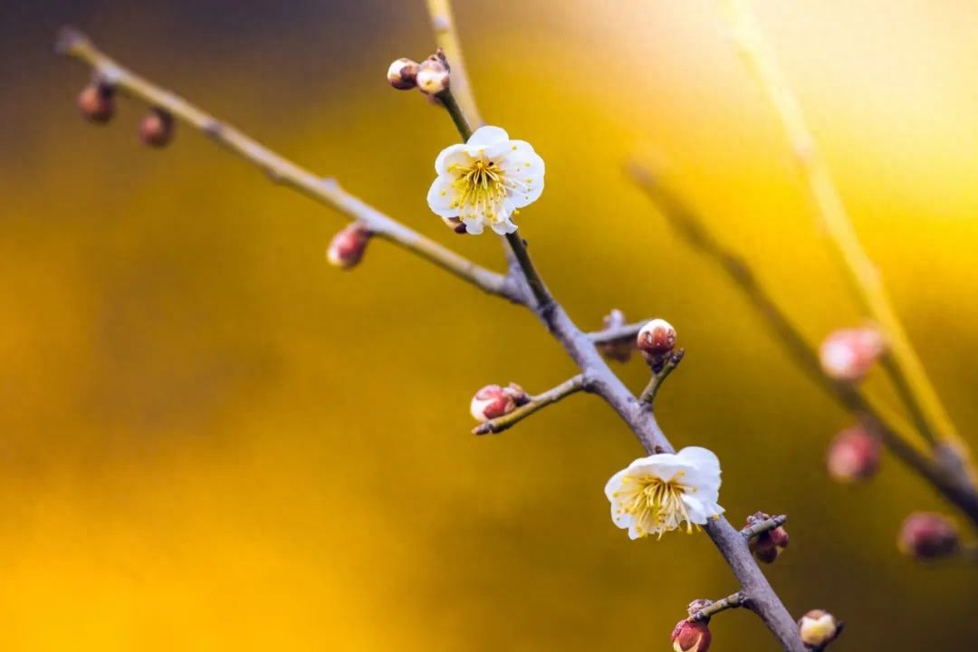 暗香疏影，孤芳一世（10首冬梅诗词）