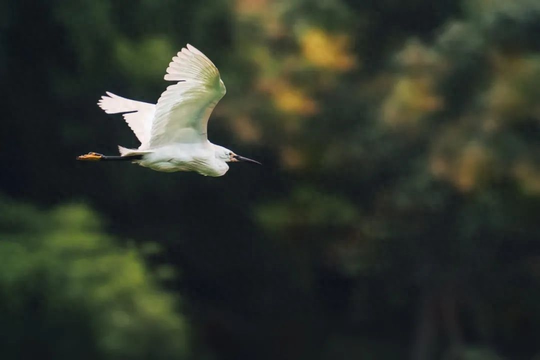 咏物经典古诗大全（10首经典咏物诗词）