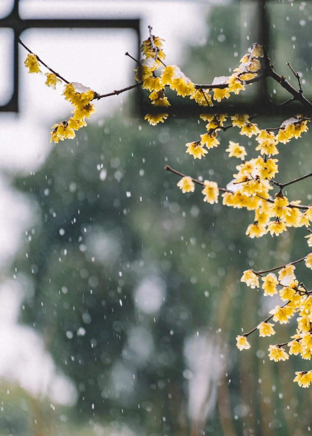 冬天古诗名句大全（静夜听雪，煮雪烹茶）