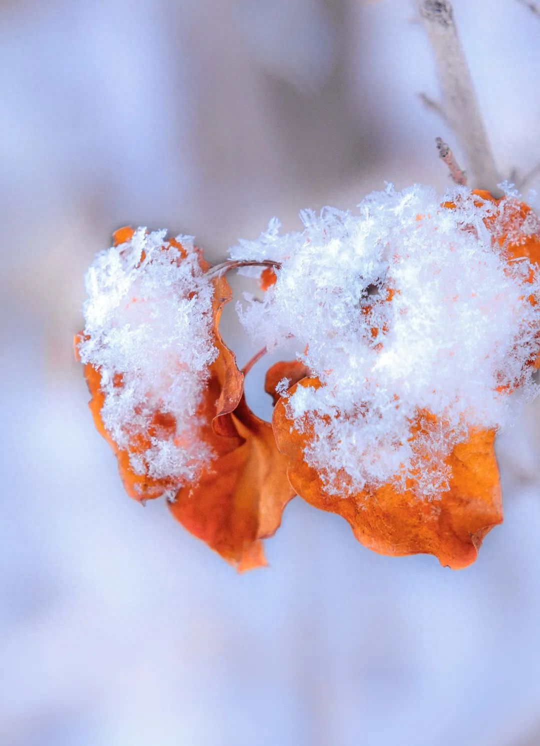 冬天古诗名句大全（静夜听雪，煮雪烹茶）