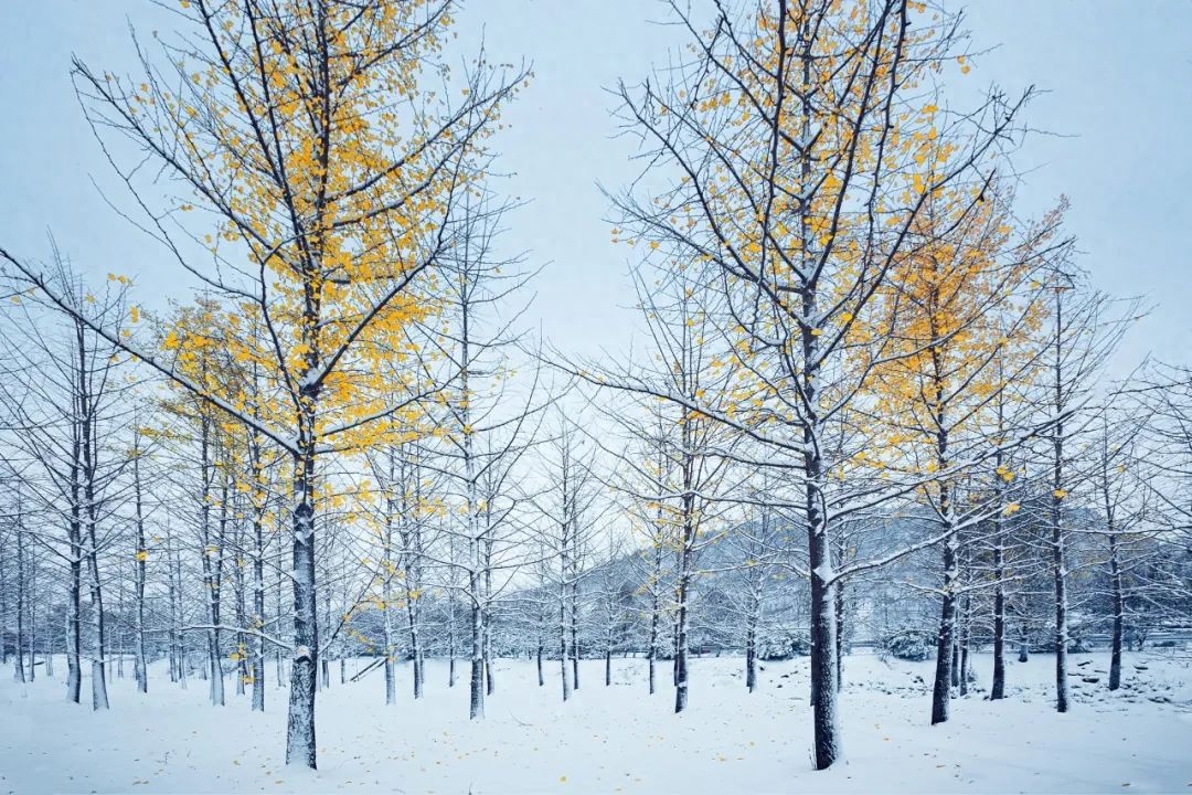 新雪玲珑，梅花欲开（优美的10首冬至诗词）