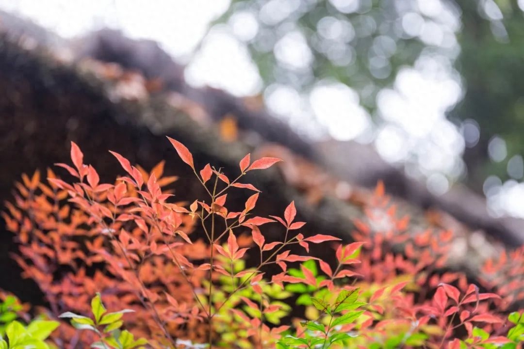 陆游优美古诗词鉴赏（陆游经典的10首诗词）