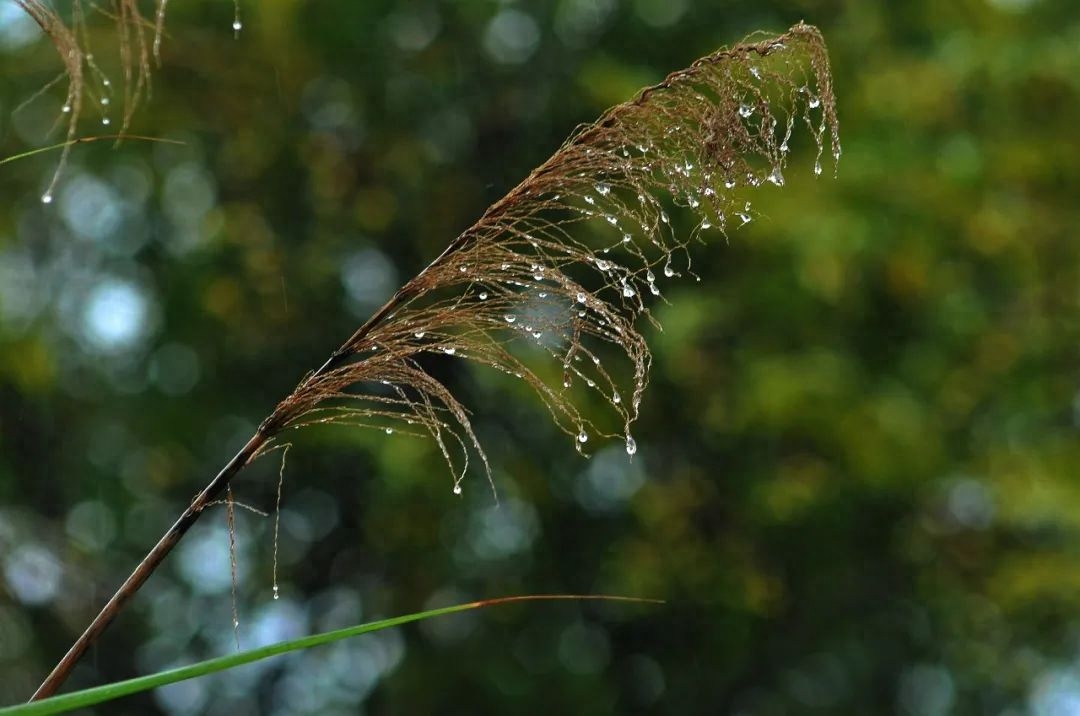 清秋有梦，雨落成诗（10首唯美秋雨诗词）