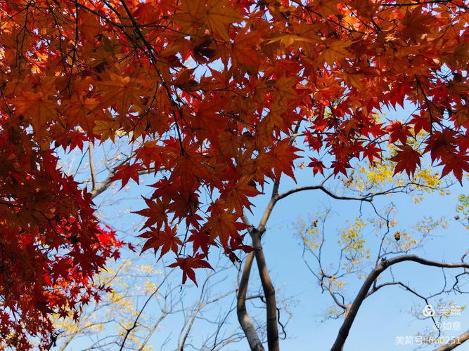 冬天来了的说说（冬季花开）