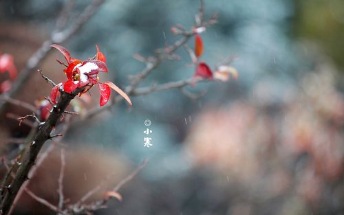 小寒祝福短语（小寒祝福语——让冬天更暖心）