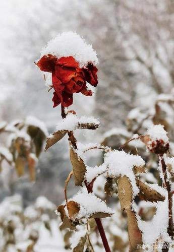 有关第一场雪的唯美句子的短句（诗意盎然的初雪美景）