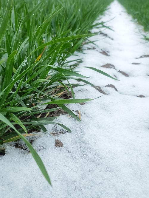 有关第一场雪的唯美句子的短句（诗意盎然的初雪美景）