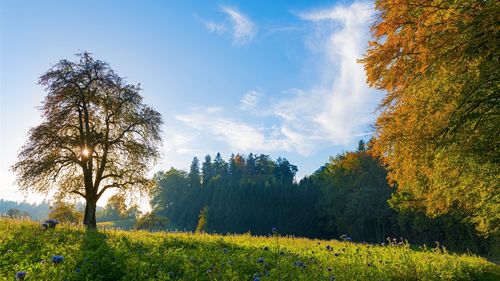 关于窗外的写景作文（《乡村的写景》）