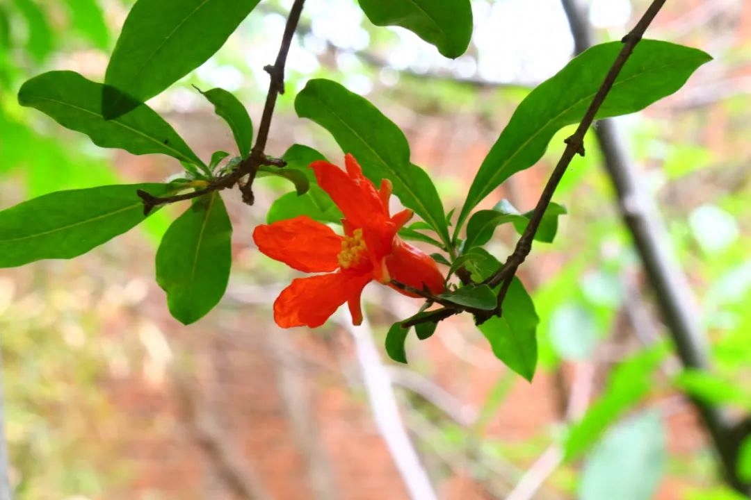 石榴花唯美的诗句（8首石榴花诗词）