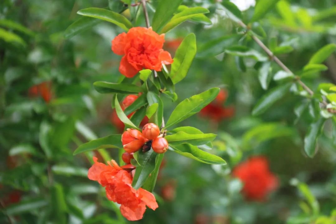 石榴花唯美的诗句（8首石榴花诗词）