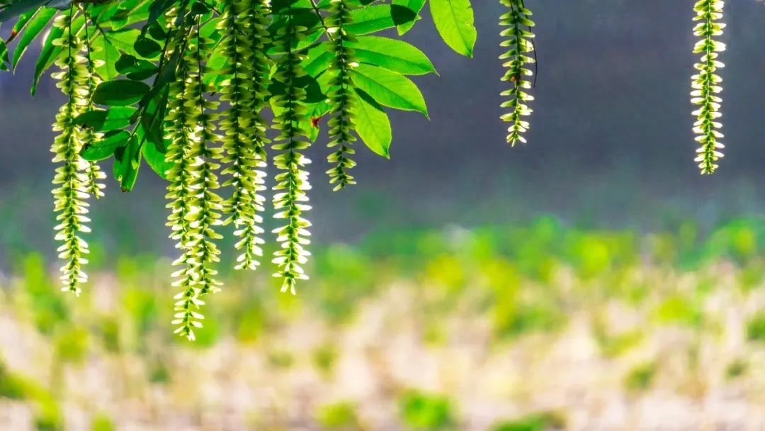 经典的夏日诗词赏析（风暖人间草木香，绿树阴浓夏日长）