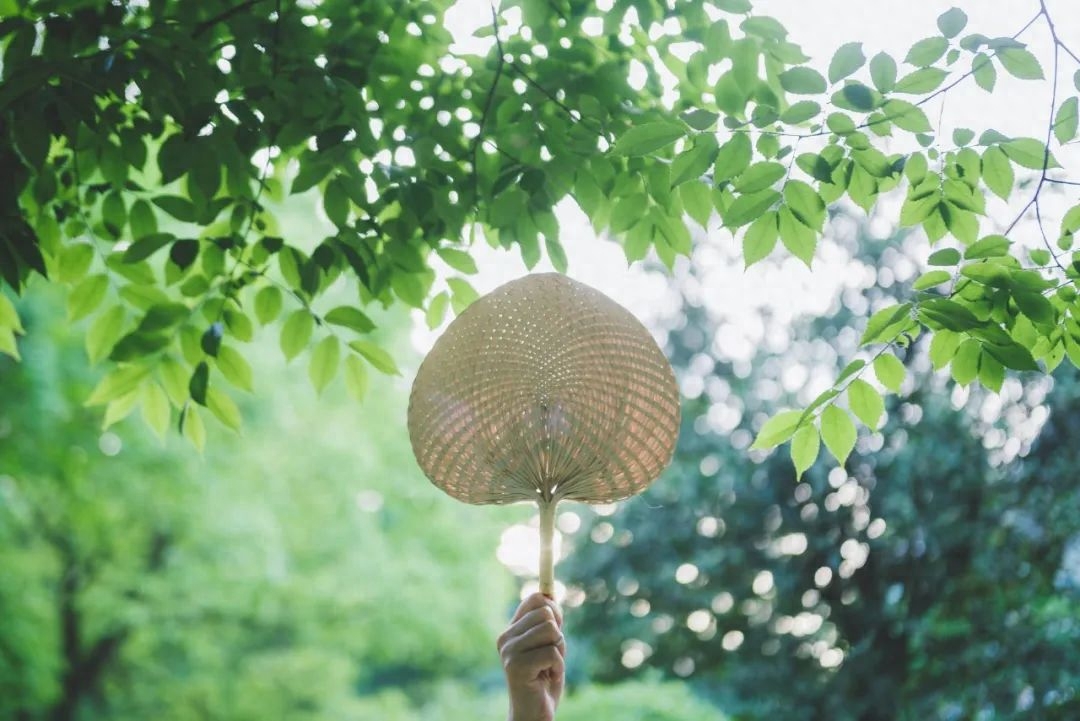 经典的夏日诗词赏析（风暖人间草木香，绿树阴浓夏日长）