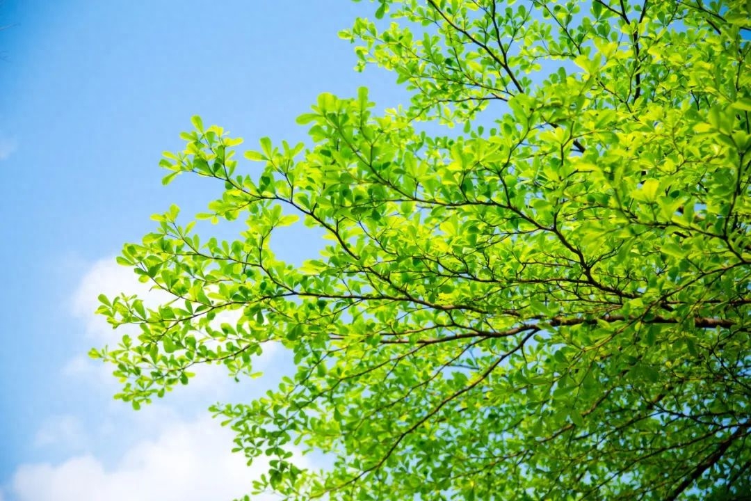 经典的夏日诗词赏析（风暖人间草木香，绿树阴浓夏日长）