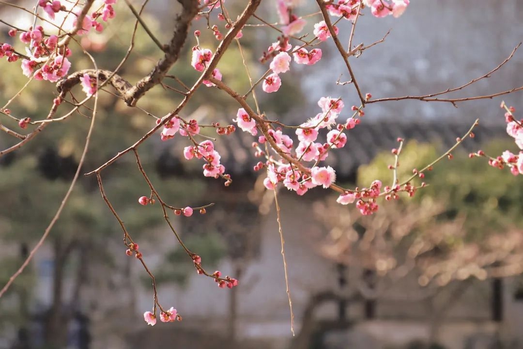 春天经典诗词大全（半是温柔半是风，一生从容一生花）