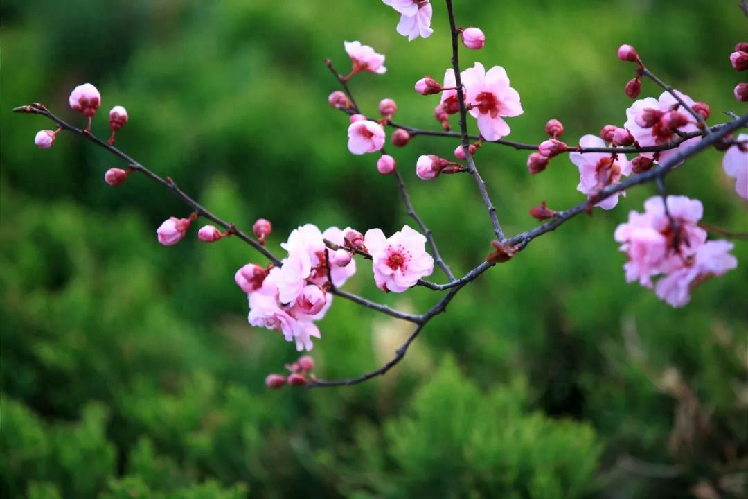 春天经典诗词大全（10首脍炙人口的春天诗词）