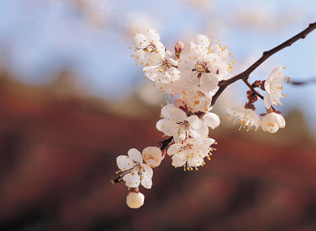 春天优美古诗词赏析（燕子归来，陌上花开）