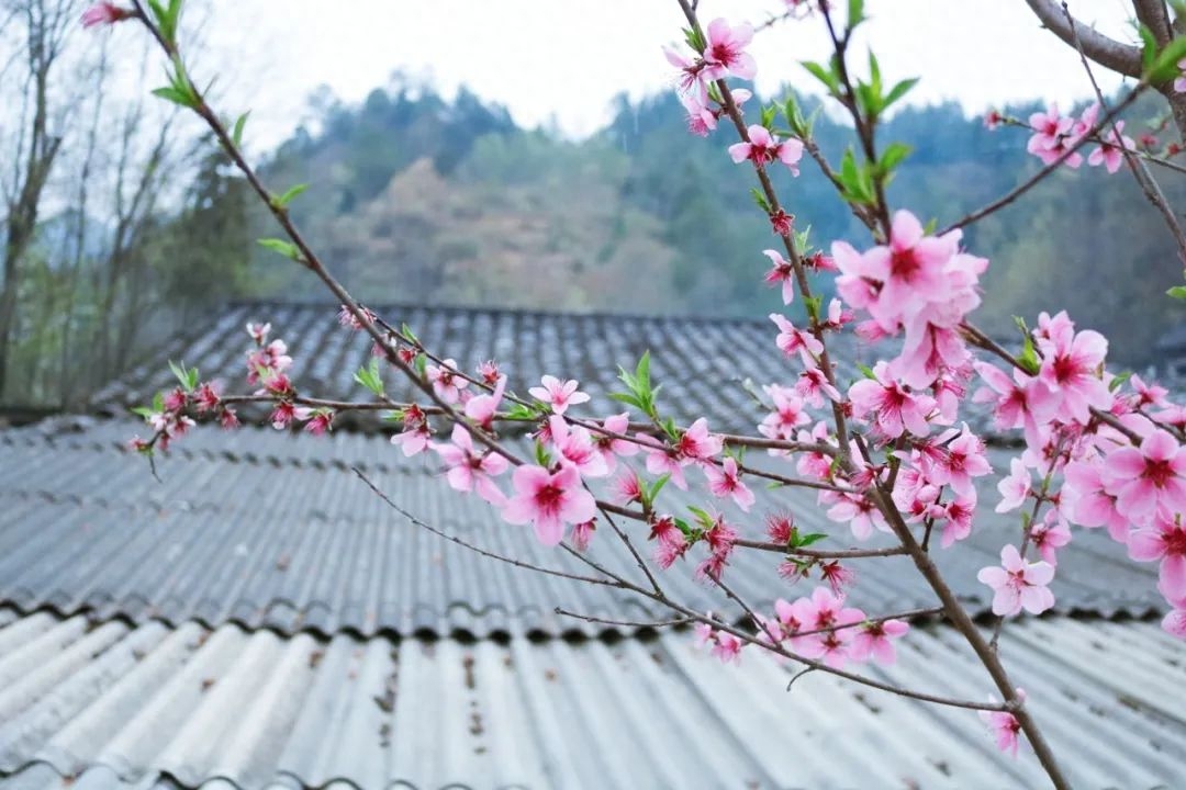 人面不知何处去，桃花依旧笑春风（6首优美桃花诗词）