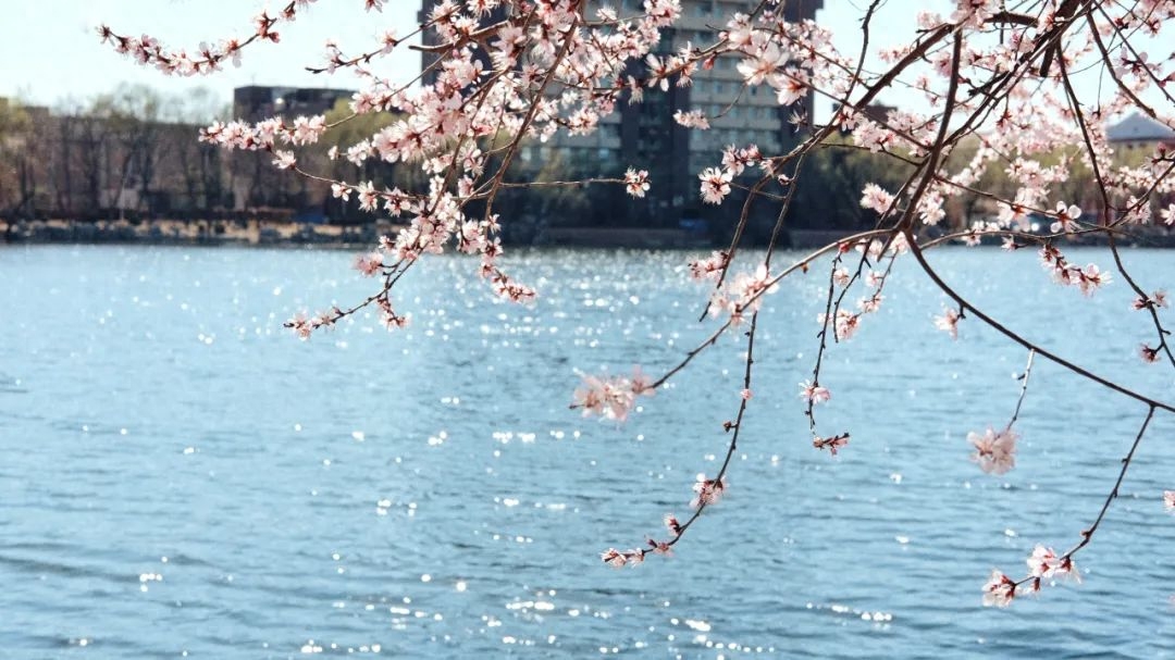 人面不知何处去，桃花依旧笑春风（6首优美桃花诗词）