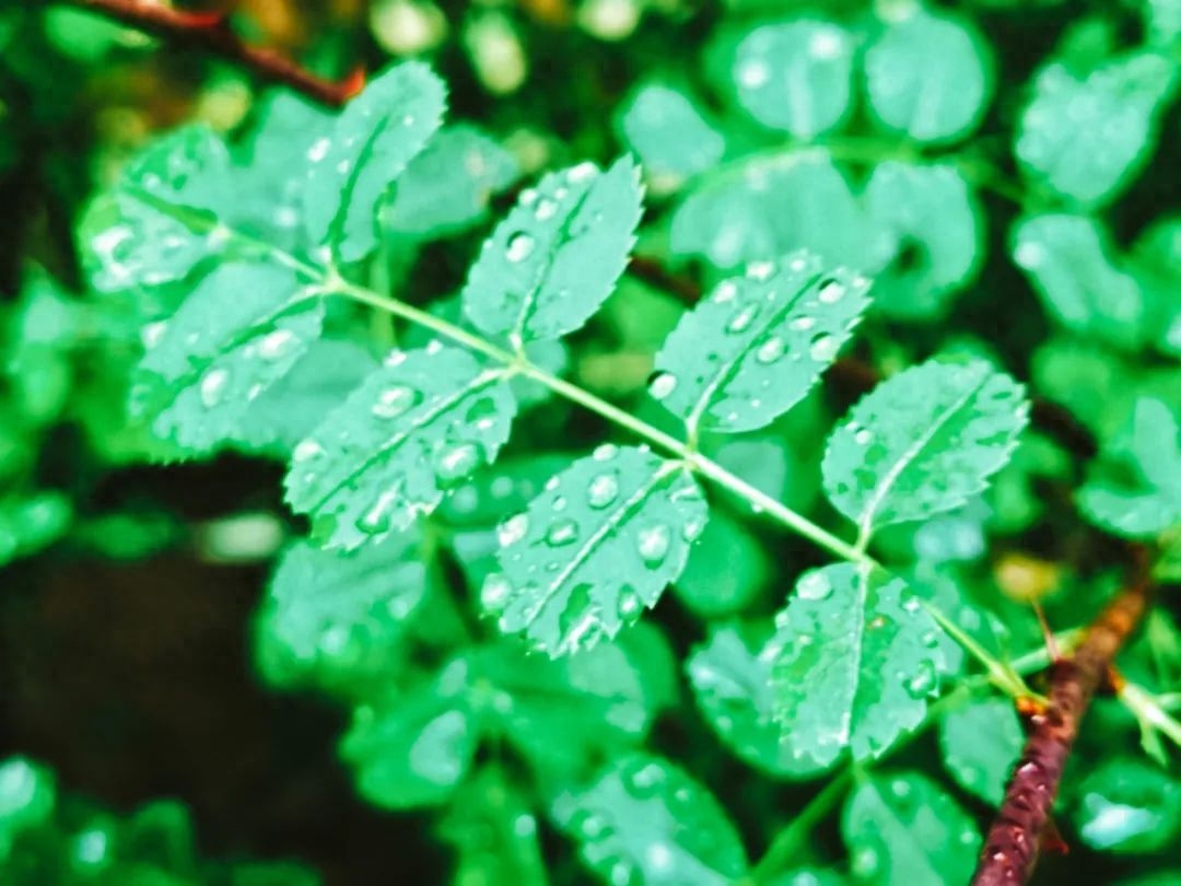 春雨润万物，人间朝气生（8首唯美的春雨诗词）