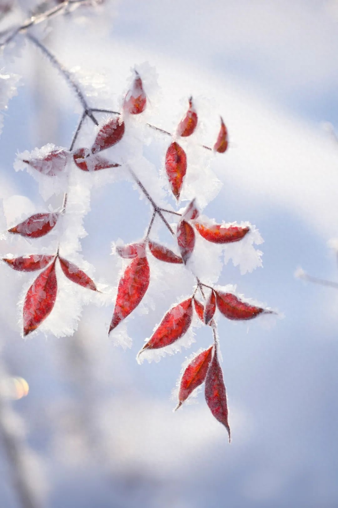 冬天下雪唯美古诗句（下雪美景的诗句）