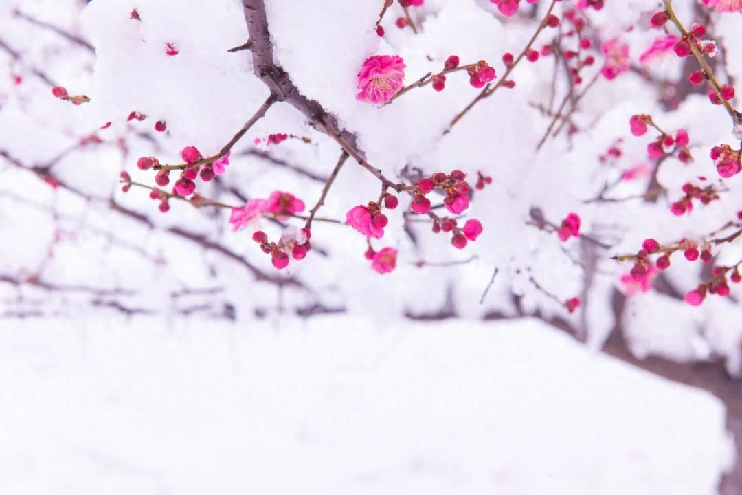 冬天下雪唯美古诗句（下雪美景的诗句）