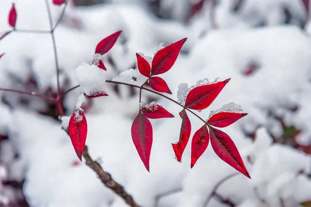 写雪唯美古诗有哪些（10首写雪的诗词）