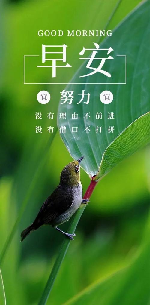 阳光坚强的诗句（《阳光坚强》——让内心如阳光一样温暖）