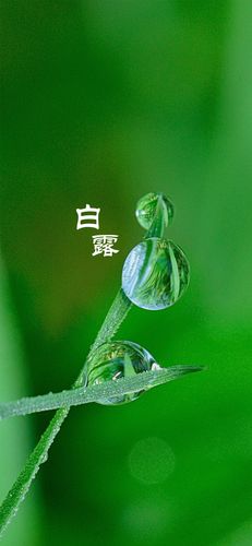 白露祝福短语（白露节气好朋友祝福短信精选）