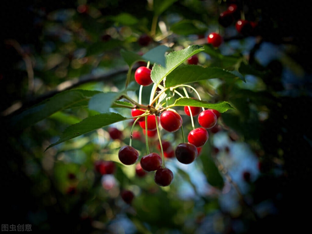 经典的夏日诗词（樱桃落尽春归去，蝶翻金粉双飞）