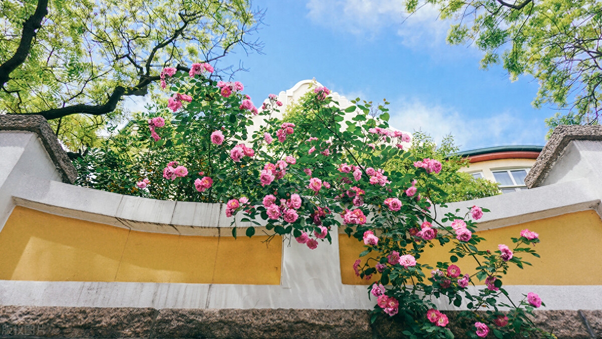 晚春唯美蔷薇花开古诗六首（赞美蔷薇花经典诗词）