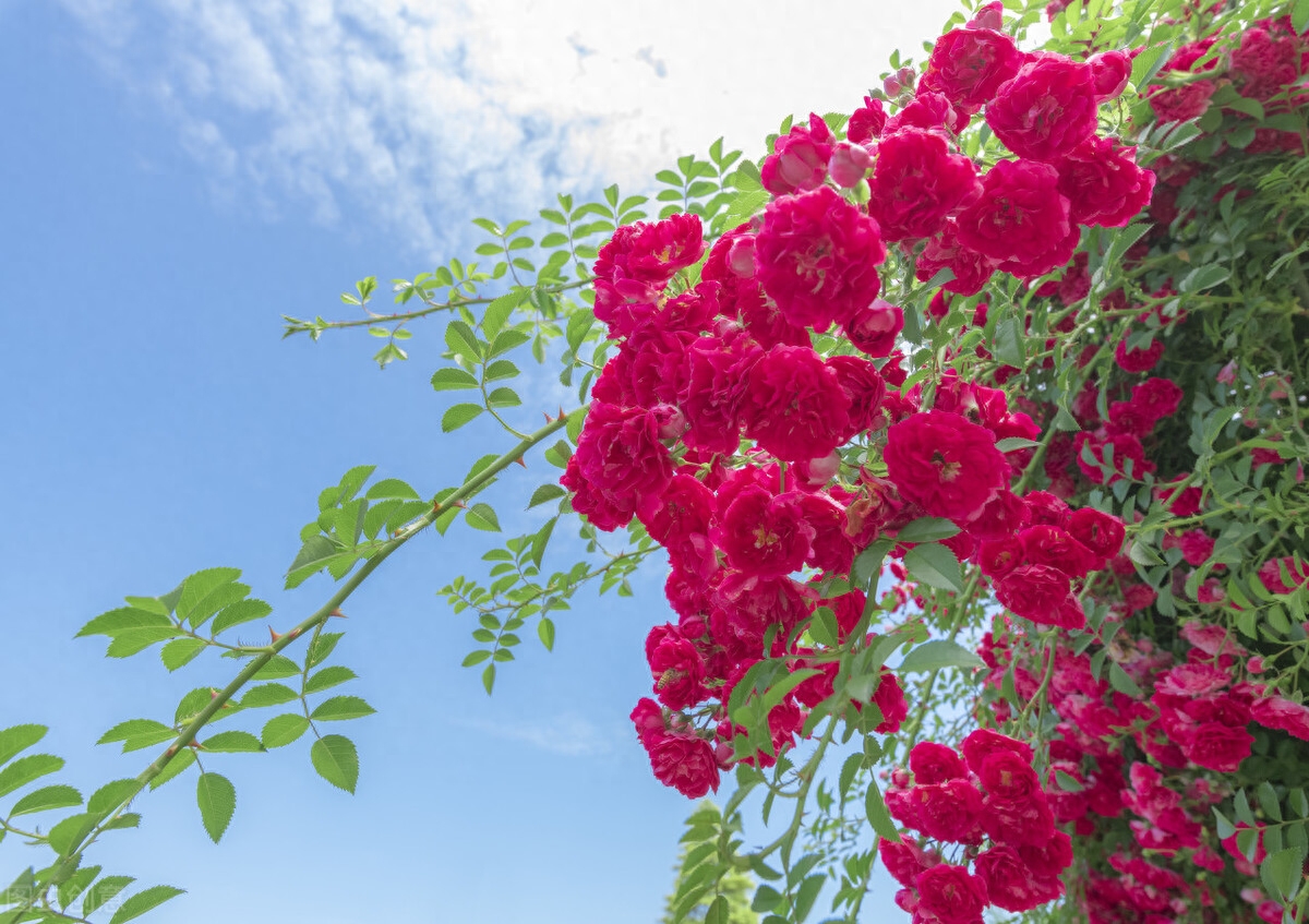 晚春唯美蔷薇花开古诗六首（赞美蔷薇花经典诗词）