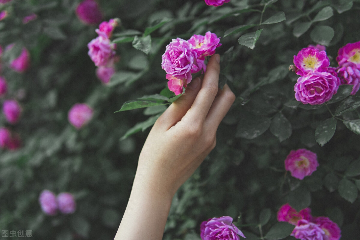 晚春唯美蔷薇花开古诗六首（赞美蔷薇花经典诗词）