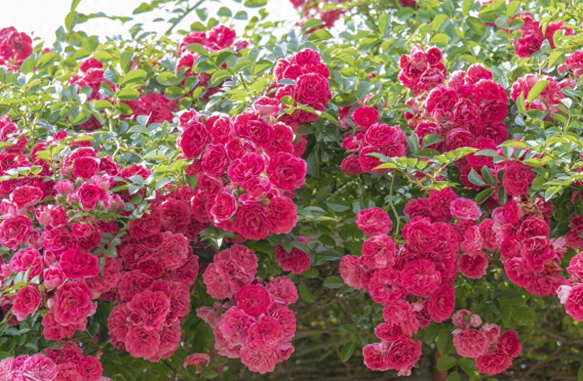 晚春唯美蔷薇花开古诗六首（赞美蔷薇花经典诗词）