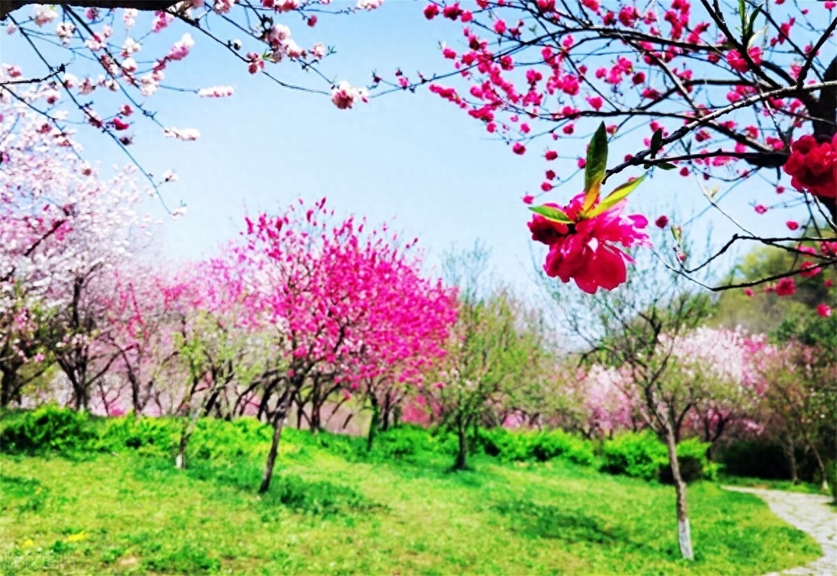 清明节经典宋词4首（桐花烂漫，最美春日）