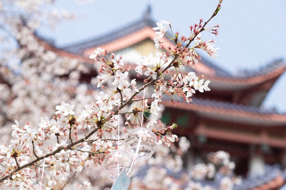 梨花风起正清明，游子寻春半出城（分享6首清明节经典古诗词）