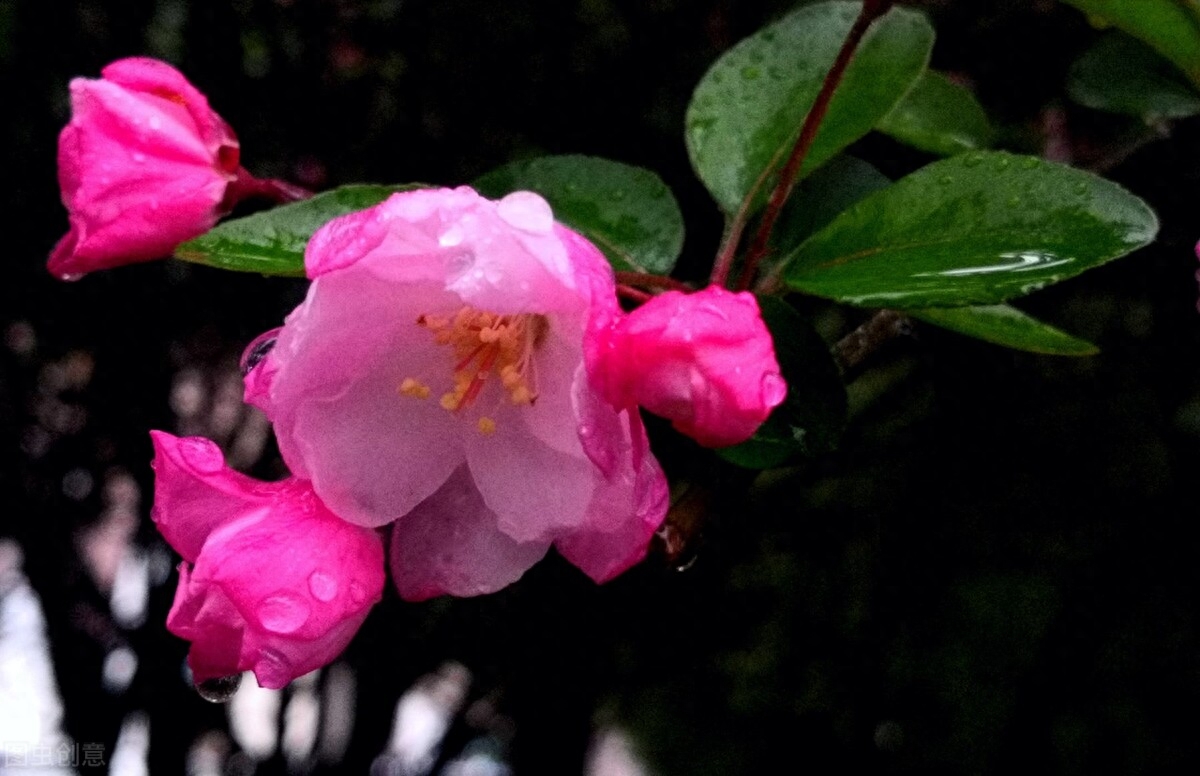 海棠花经典诗词有哪些（6首唯美的海棠花诗词）