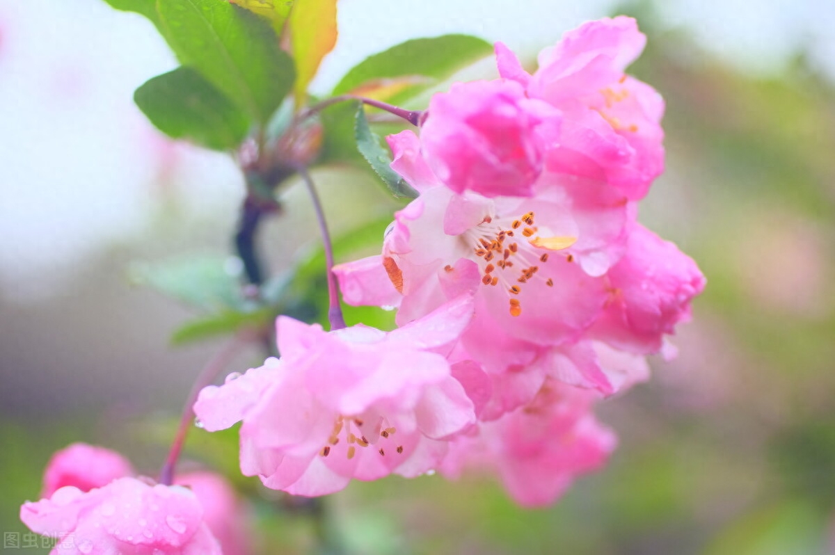 海棠花经典诗词有哪些（6首唯美的海棠花诗词）