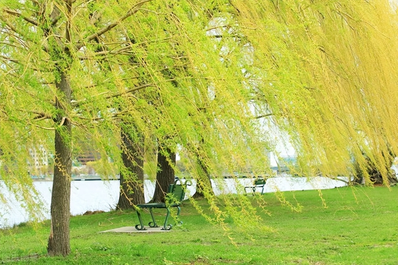 杨花经典诗词有哪些（暮春三月6首经典杨花诗词）